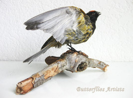 Real Red Fronted Serin Taxidermy Stuffed Bird Hunting Trophy Scientific Zoology - $264.00