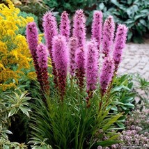 Gayfeather Blazing Star Flower Seeds Liatris Spicata 50 Seeds - £11.36 GBP