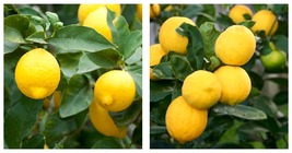 Grafted Meyer Lemon in half Gallon Pot Plant - £92.81 GBP