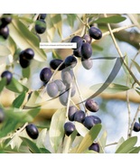 Olive Seeds - Tree Seeds - BOGO - £3.92 GBP