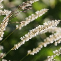 Fresh Seeds USA Silky Spike Melic Ornamental Grass Seeds Melica ciliata ... - $13.98