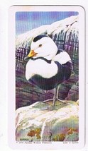 Brooke Bond Red Rose Tea Card #1 Labrador Duck North American Wildlife D... - $0.98