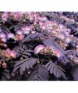 LWK 10 Summer Chocolate Mimosa Tree Seedsilk Tree Albizia Julibrissin Fa... - $194.89 MXN