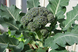 Broccoli 100 Vegetable Seeds - £6.24 GBP