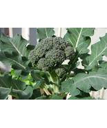 Broccoli 100 Vegetable Seeds - $147.95 MXN