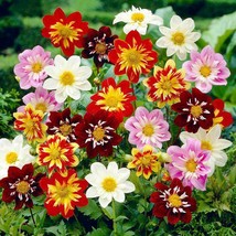 30 Seeds Dahlia Collarette Dandy Mix Flower Bi-Color Annual  - £13.82 GBP