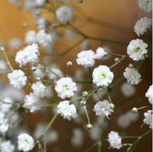 Gypsophila Paniculata Plant Outdoor &amp; Indoor Flower Ornaments 100 Seeds - $13.40