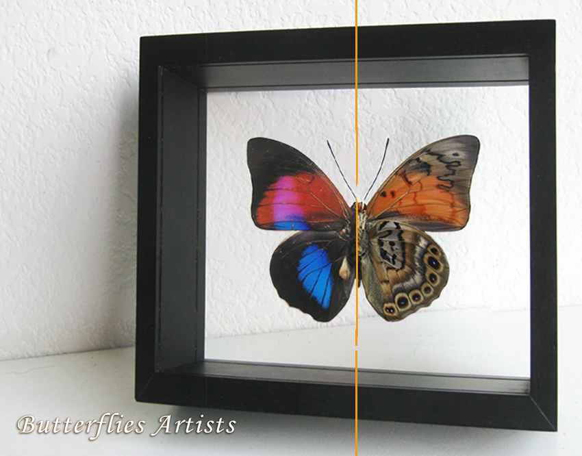 Primary image for Hybrid Butterfly Prepona Dexamenus Agrias Caudina VERY RARE Double Glass Display