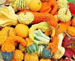 30 Seeds Small Mixed Gourds Seeds Hard Shell Type Crafts Autumn Decorati... - £7.12 GBP