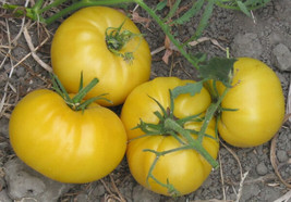 50 Seeds Hughs Tomato Juicy Tomatoe Vegetable Garden Edible Food - $7.45