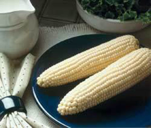 50 Robs Super Sweet white corn seeds-1052