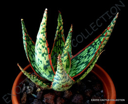 RARE ALOE PEPPERMINT @j@ agave healing medicinal succulent plant seed 10 SEEDS - £6.94 GBP