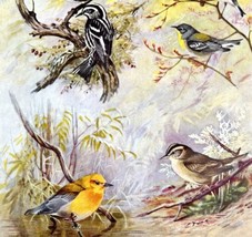 Warbler Types And Variety 1955 Plate Print Birds Of America Nature Art #1 DWEE31 - $24.99