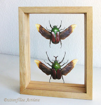 Eudicella Aethiopica RARE Real Beetle Framed Entomology Double Glass Display - £96.69 GBP