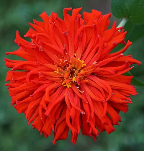 100 Seeds Zinnia Elegant Red Cactus GIant Blooms Flowers Seeds Non-GMO - $5.99