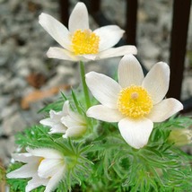 20 Pure White Anemone Pulsatilla Pasque Seeds Flower Perennial - £14.12 GBP