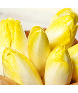 USA SELLER Belgian Endive Witloof Chicory Witlof Chicon Perennial Free S... - $11.95