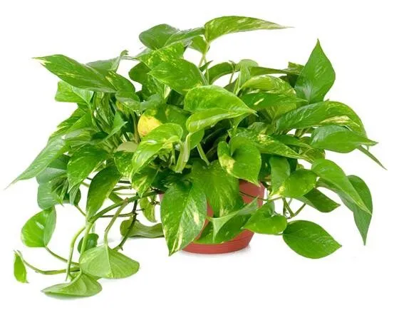 Golden Pothos Epipremnum Aureum House Plant 5 Bare Roots Cuttings 4 6 Inches Gar - £16.02 GBP