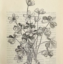 1905 Wood Sorrel Wild Flower Print Pen &amp; Ink Lithograph Antique Art  - £13.77 GBP