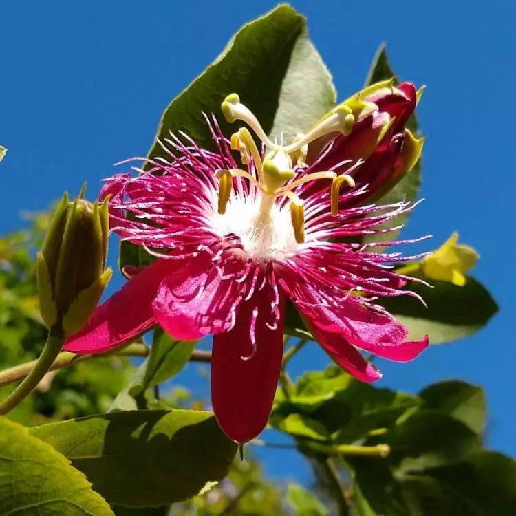 1 Live Starter Plant LADY MARGARET Red Burgundy Passion Flower for Garden - $760.27 MXN