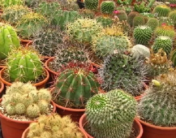 Cactus Seeds Mix Seeds Cacti 100 Seeds - £9.18 GBP