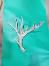 H4 Atypical Whitetail Deer Shed Antler - $59.40