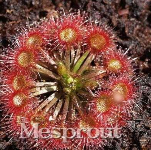 Seed Sundew Carnivorous Potted Seed Color:Burgundy - $9.99