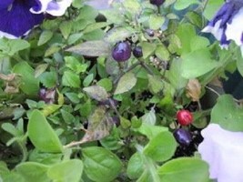 Sale 20 Seeds Filius Blue Pepper Capiscum Annuum  Christmas Pepper Veget... - $6.90
