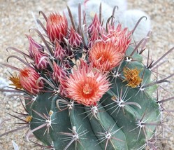 Ferocactus Peninsulae barrel cactus cacti rare Echinocactus cactus seed ... - $167.21 MXN