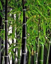 Phyllostachys nigra - £3.11 GBP