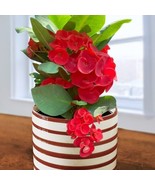 HS  15+ Seeds Crown Of Thorns Red Hot  House Plant-  Garden- Flowers - $9.00 CAD
