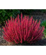Calluna Scotch Heather Scarlet 2 Potted Plants Gardening - $74.85