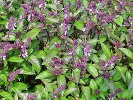 Basil &#39;Clove Scented&#39;, Ocimum basilicum, 10 seeds (F 053) - £1.58 GBP