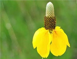Mexican Hat, Yellow Mexican Hat Flower Seed, Organic, 50+ seeeds per package. - $4.99
