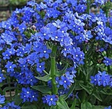 Guashi Store 100 Seeds Blue Italian Alkanet Anchusa Capensis Flower - £7.85 GBP