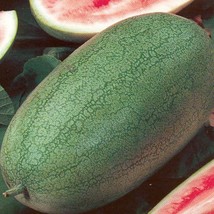 USA Seller 100 Charleston Grey Watermelon Seeds Vegetable Fast Shipping - $19.42