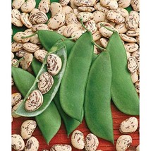 USA Seller Jackson Wonder Lima Bean Seeds Fast Shipping - £12.55 GBP