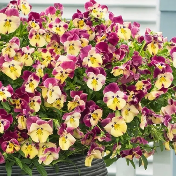 15 Pansy Seeds Cool Wave Strawberry Swirl Trailing Pansy (Hanging Pansy) Garden - £10.21 GBP
