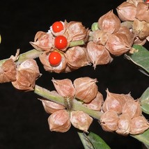 50 Indian Ginseng Withania Somnifera Ashwaganda Herb Flower Seeds New Fresh Seed - £12.21 GBP