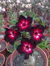 4 Pink Black White Desert Rose Seeds Adenium Flower Perennial Seed Beautifully F - £9.25 GBP