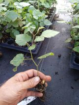 Live Plant  - 1 &quot;Navaho&quot; Thornless Blackberry Plant - Garden &amp; Outdoor Living - £40.11 GBP