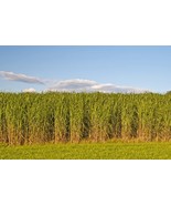 MBK Vault Kit 35 Variety Seeds Fast Ship - $80.83 CAD