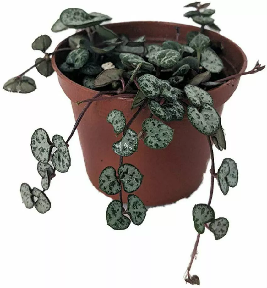 Ceropegia Woodii Rosary Vine String of Hearts Live Plant 2.5&quot; Pot Indoor - £23.07 GBP