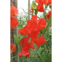 50+ Clementine Kiss Sweet Pea Seeds | Fragrant Climbing Flowers - $16.50