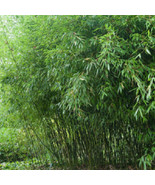 Fresh New Seeds 50 Bissetii Bamboo Seeds Privacy Climbing Garden Seed - $12.29 CAD
