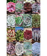 MIXED ECHEVERIA SEED variety rare plant exotic succulent flowering 100 s... - £11.72 GBP