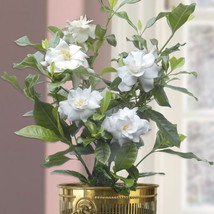 HSeeds 15+ Seeds Gardenia Fortuniana  House Plant  Garden Flowers - £5.59 GBP