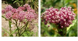 150 Seeds! Milkweed SWAMP ROSE Perennial Asclepias Monarch Butterfly Host Plant  - £21.34 GBP