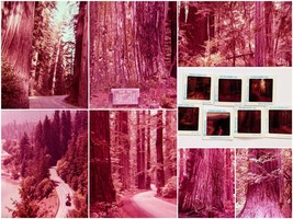 1960s Redwood Highway Scenes California 7 Pana-Vue Slides - £5.54 GBP