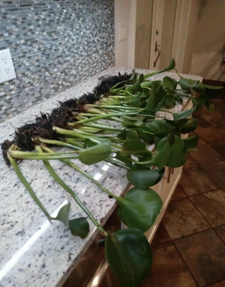  10  XXL BIG  GIANT  WATER HYACINTH POND PLANTS  100% Organic + Free Man... - $49.50